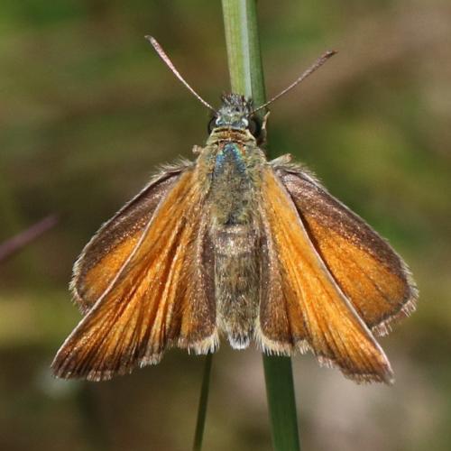 Réf. 225 256 : Thymelicus sylvestris